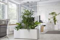 Glastrennwand inkl. Pflanzkasten als Trennwand Indoor Outdoor Lechuza